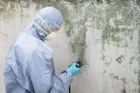 Environmental Consulting for Mold Prevention in Meadow Lake, NM